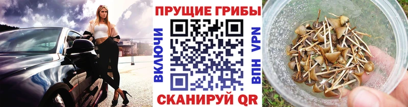 наркошоп  мега вход  Галлюциногенные грибы Cubensis  Благовещенск 